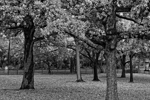 Czarno-biały autumn park