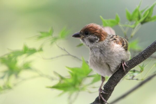 A sparrow is sitting on a macro branch