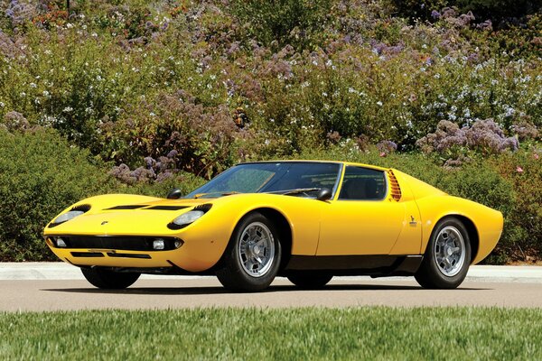 Legenda motoryzacji lamborghini Miura w Kolorze Żółtym