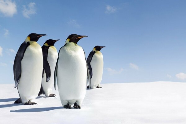 Four penguins look into the distance