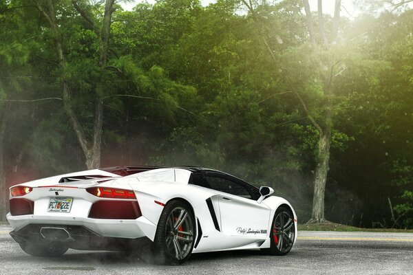 Lamborghini aventador on the background of a tropical forest