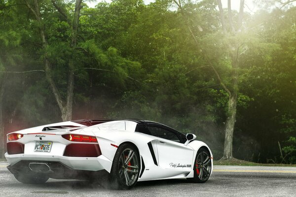 Lamborghini aventador en el fondo de la selva tropical