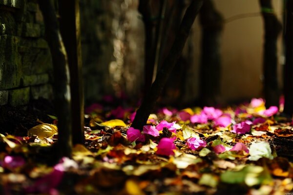 Sfocatura di colore diverso bellezza autunnale