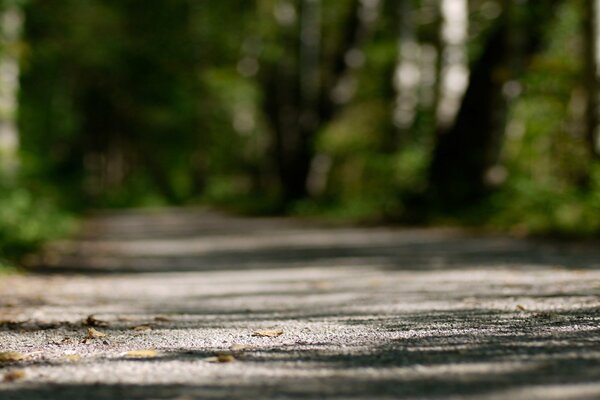 Sandy road in a green forest