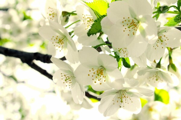 Weiße Apfelblütenknospen