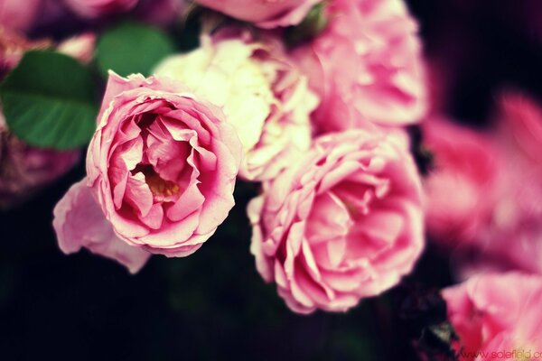 Delicate petals of pink flowers