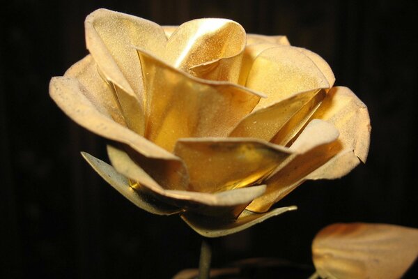 Golden Rose macro photography in the dark