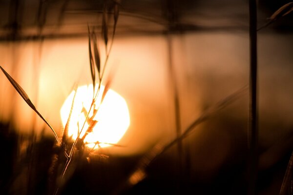 Sonne bei Sonnenuntergang mit Gras und Wasserreflexion