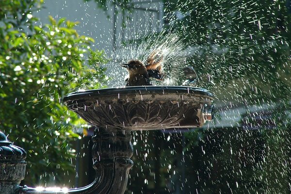 Uccelli che nuotano in una fontana con spruzzi