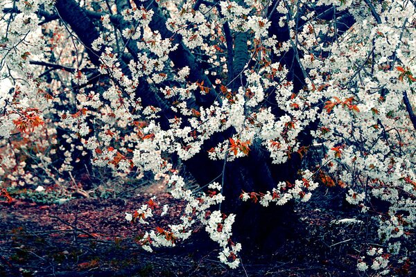 Flowering of a tree in spring in the forest