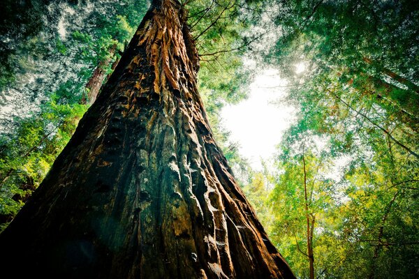 El poder y la fuerza de la naturaleza está fuera de escala