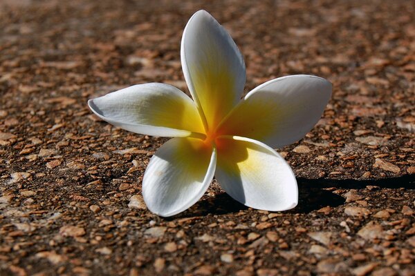 A white flower on the ground