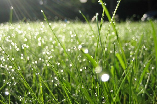 The morning mist settled on the grass like dew
