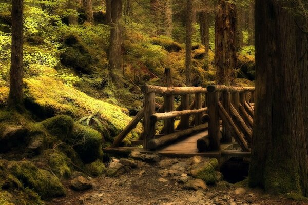 Die Brücke im überwucherten alten Wald ist schön