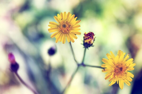 In estate fiorisce tutto e anche le Asteraceae