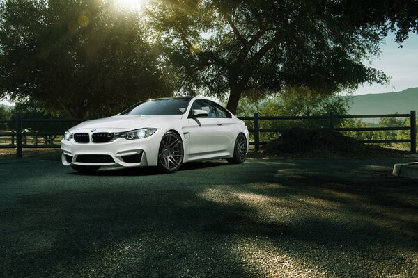 White BMW in a paddock in the shade of trees