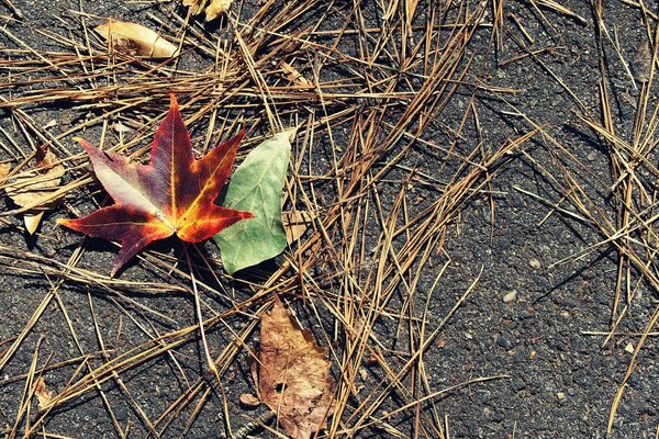 Automne doré, feuilles tombent