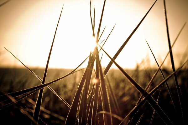 Macro hierba al atardecer en el campo