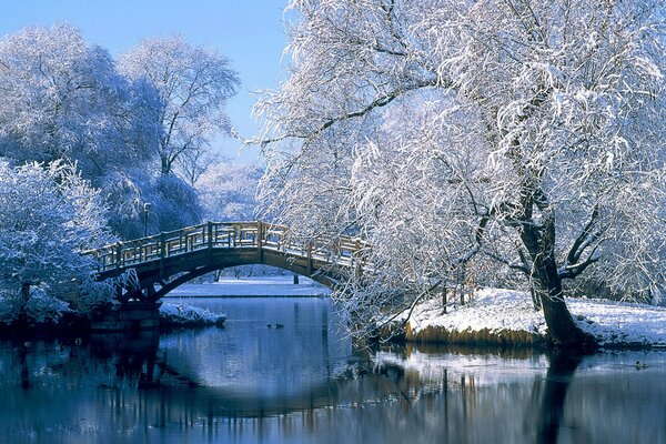 Alberi innevati. Ponte sul fiume