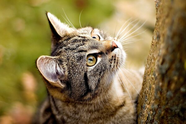 Anche il gatto guarda al futuro