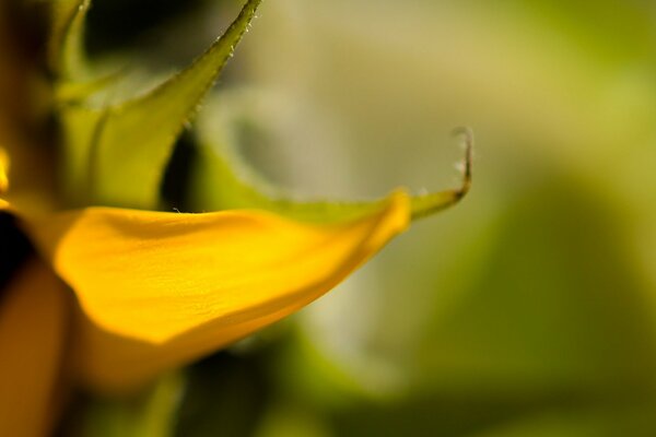 Partie de la fleur jaune près