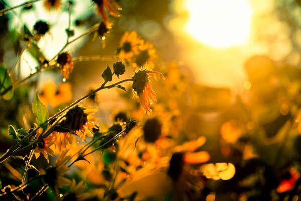 Belles fleurs dans le soleil couchant