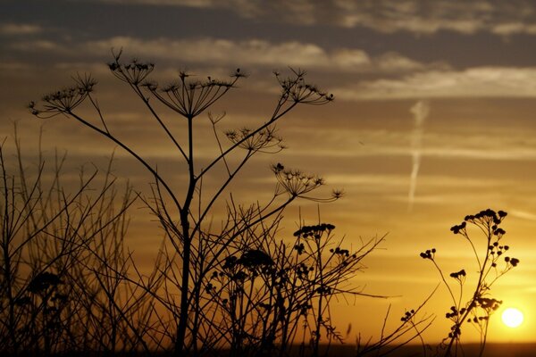 Umbrella plants through the prism of sunset