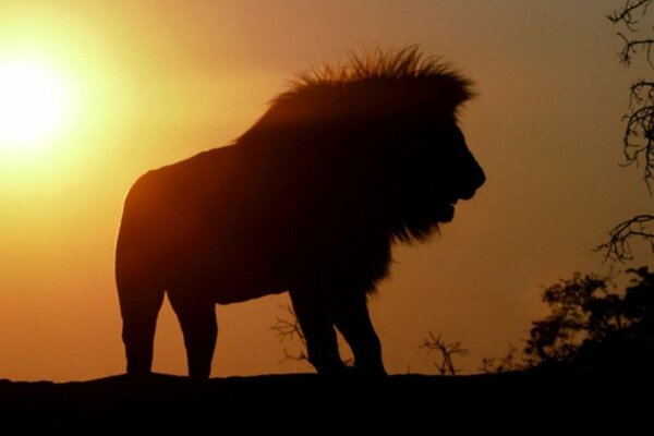Lion at sunset silhouette
