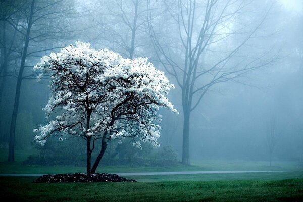 Flores blancas en el árbol, primavera, hierba, niebla