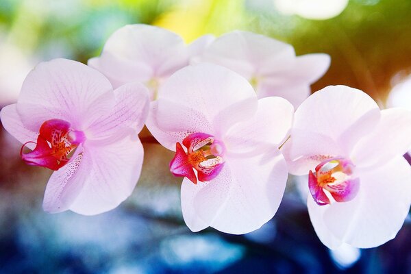 Frühlingszartheit einer rosa Orchidee