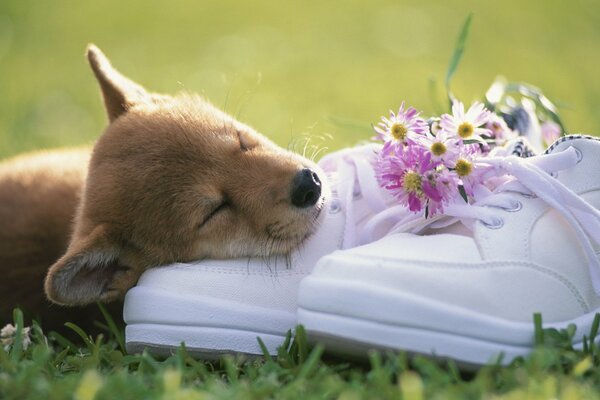 Cucciolo carino sdraiato sulle scarpe da ginnastica