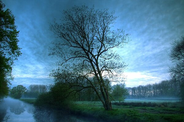 Außergewöhnlicher Himmel über einem nebligen Wald