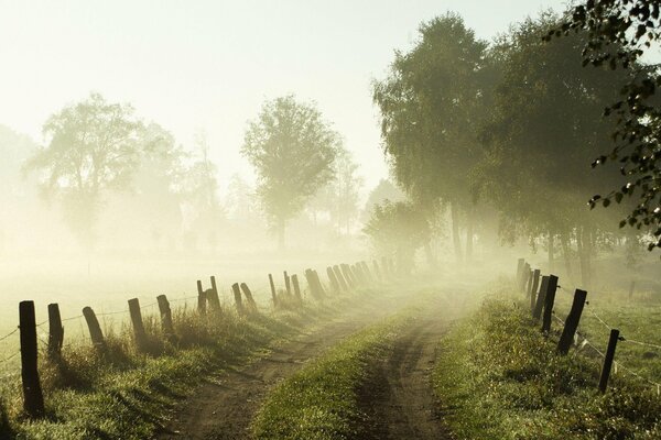 The road through the forest and the morning fog