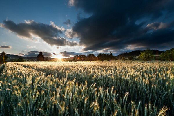 A field with wheat ears