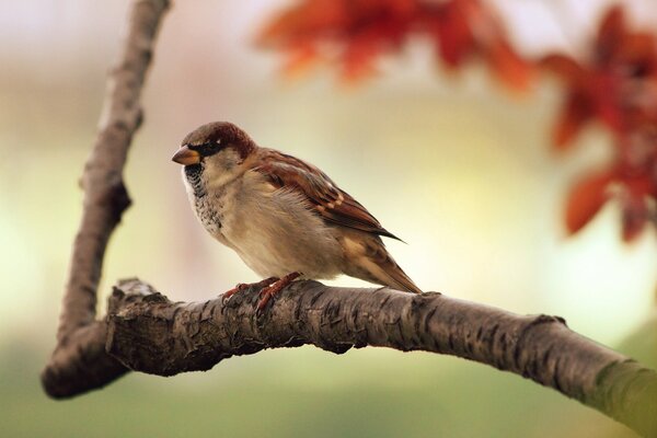 Ein Spatz auf einem Ast eines Herbstbaums