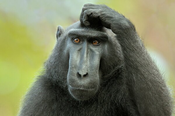 Фотография черной обезьяны с длинной мордой