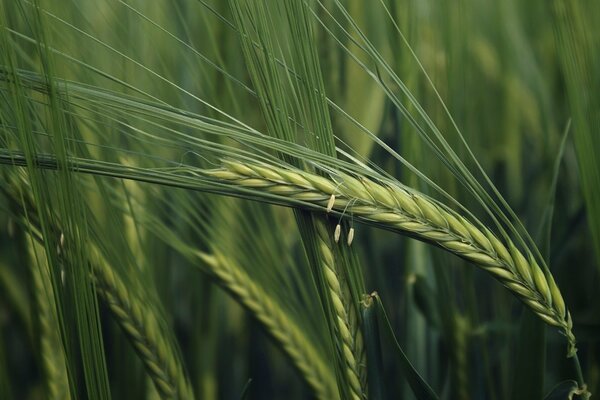 Summer spikelets in a green field