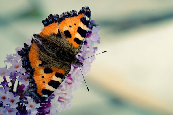 Mariposa tigre en una lila floreciente