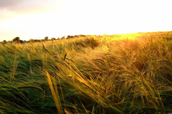 Espigas de verano en el campo paisaje