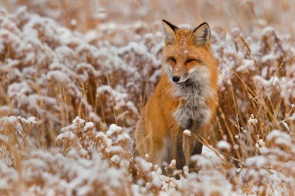 A fox in a snow-covered field is red-haired