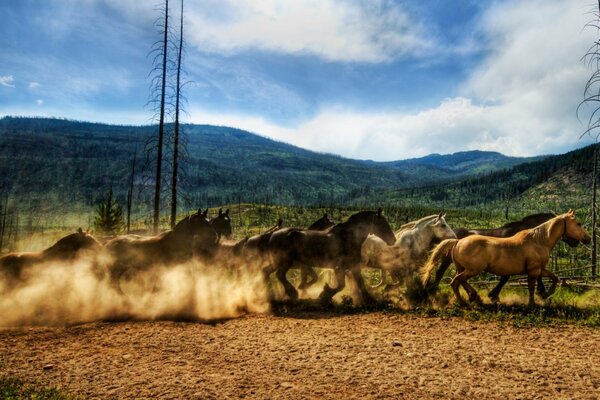 Manada de caballos de montaña