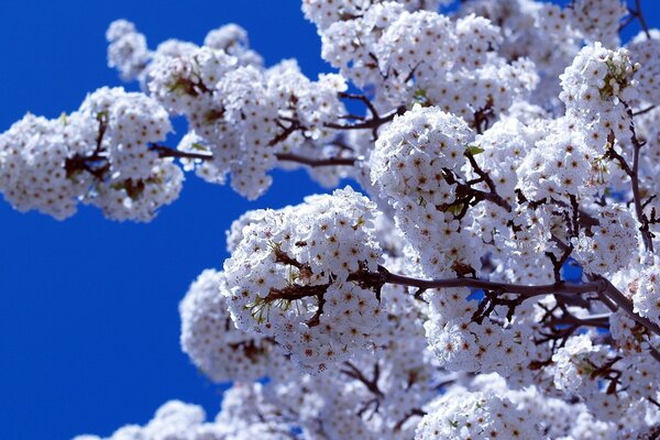 Ein Zweig in voller Blüte vor einem blauen Himmelshintergrund