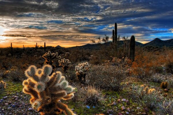 Puesta de sol en las montañas, cactus, valle de relieve