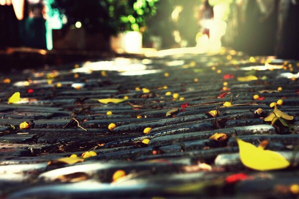 Route en automne avec des feuilles au soleil