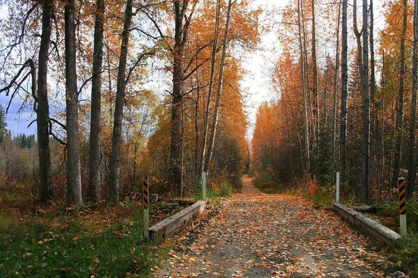 Fallen yellow leaves on the path in the park