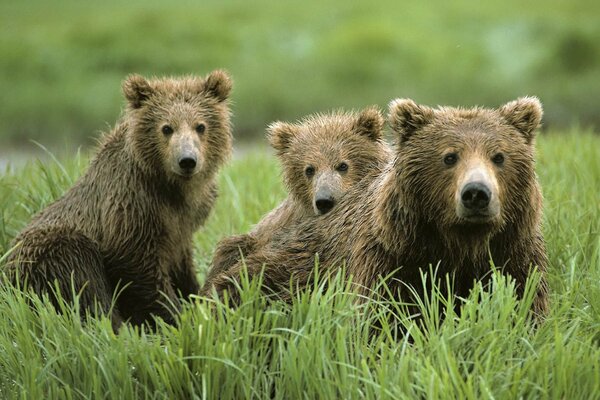 Bears in their natural habitat