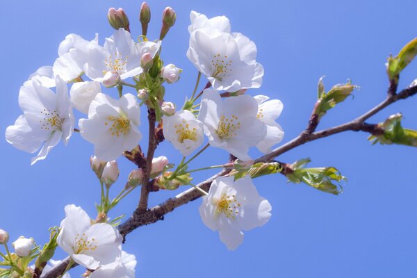 Blossoming cherry blossoms against the blue sky