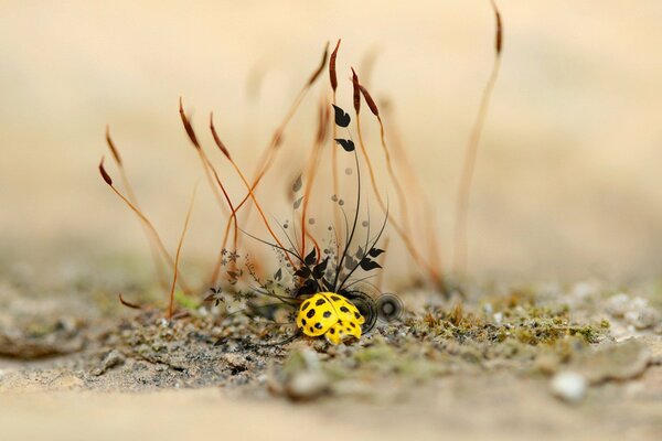 Yellow ladybug in nature