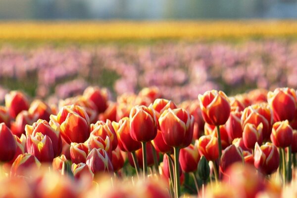 Разноцветное тюльпановое поле весной