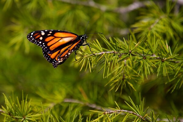 Tigerfalter auf einem Tannenzweig